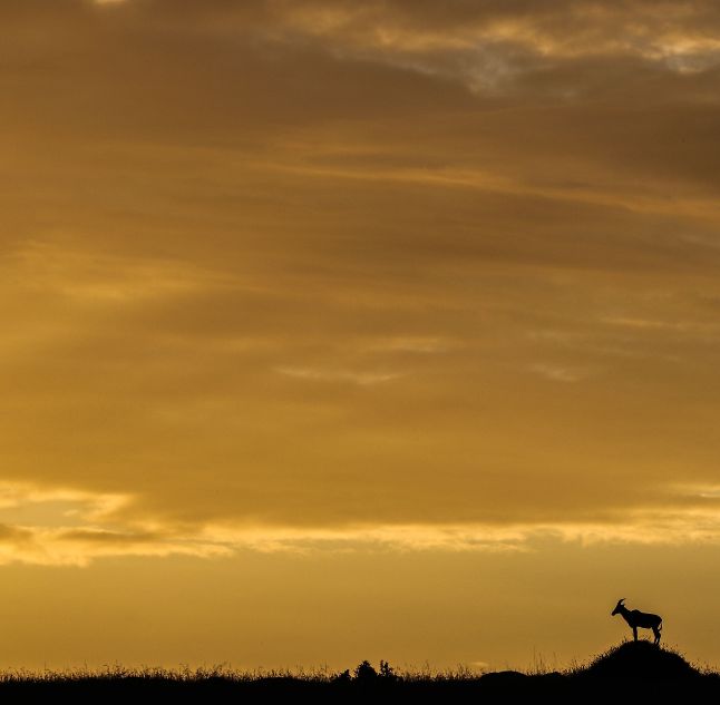 Lamai, Serengeti, Tanzania