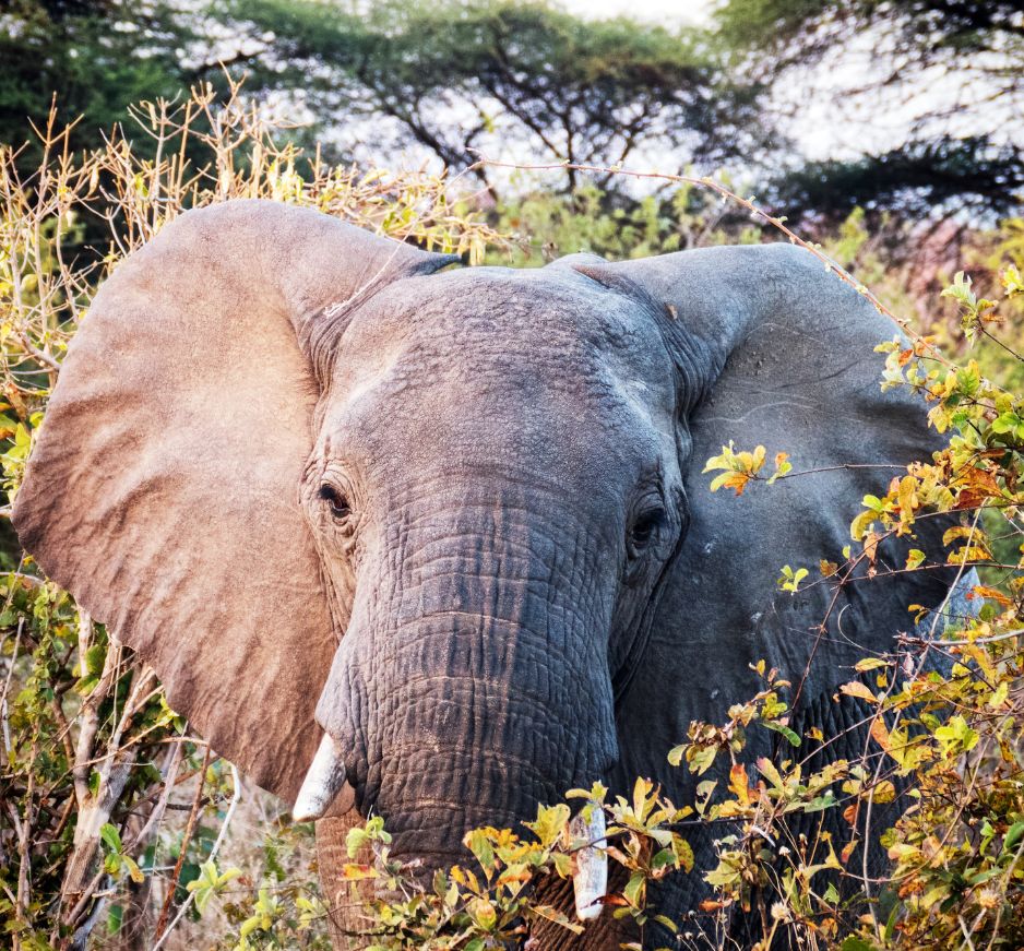 Ruaha, Tanzania