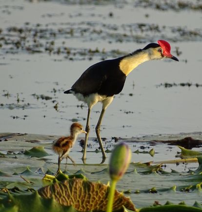 Wildlife at Davidson's Arnhemland Safari Lodge, Australia