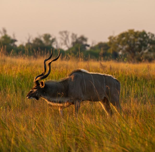 Moremi Game Reserve, Botswana