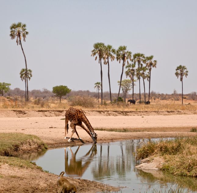 Ruaha, Tanzania