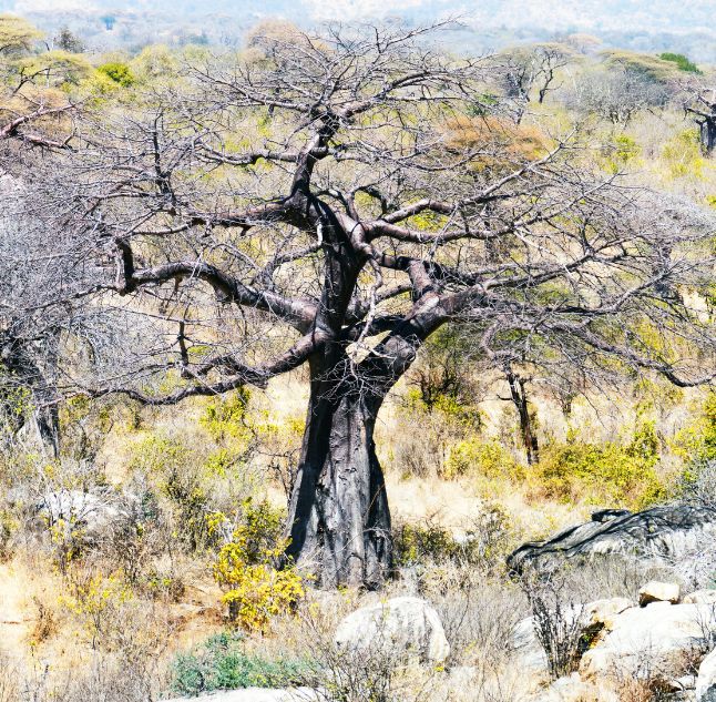 Baobab tree in Ruaha, Tanzania