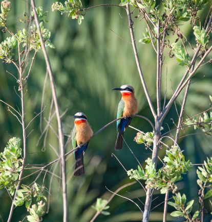 Nyerere National Park, Tanzania