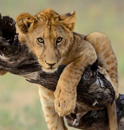 Nyerere National Park, Tanzania