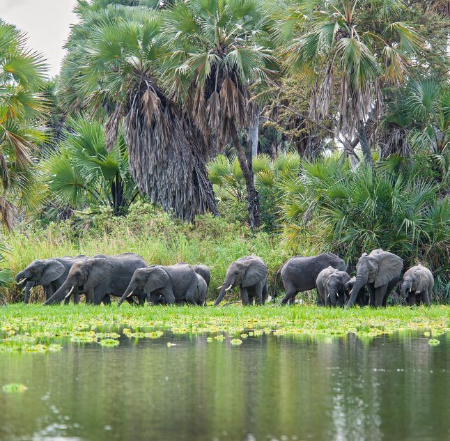 Nyerere national park, Tanzania