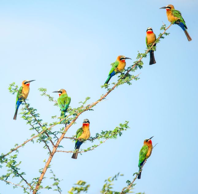 Nyerere national park, Tanzania