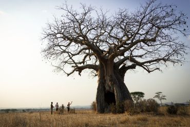 Kigelia camp, Ruaha, Tanzania