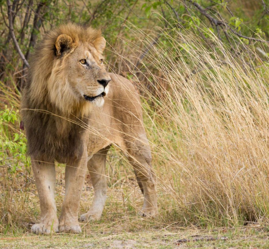 Moremi Game Reserve, Botswana