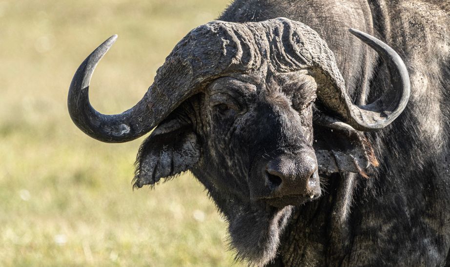Ngorongoro, Tanzania