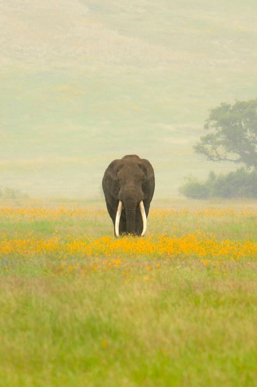 Serengeti, Tanzania
