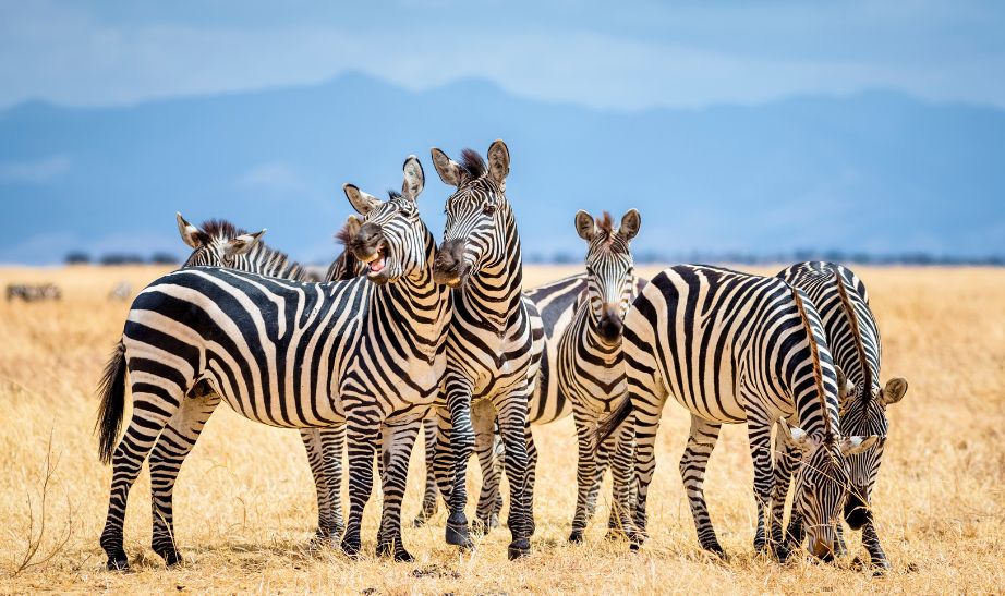 Tarangire NP, Tanzania