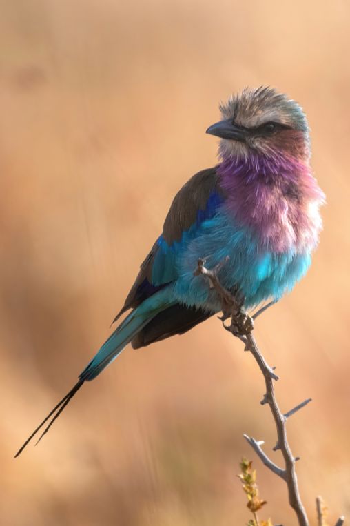 Tarangire NP, Tanzania