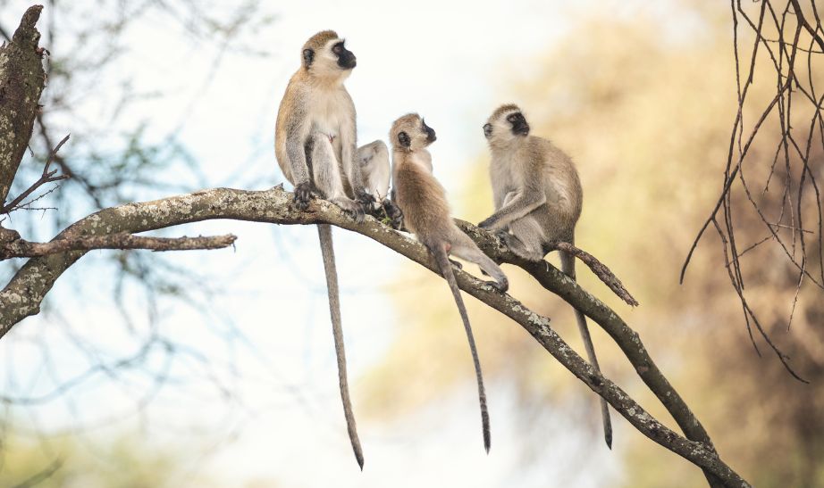 Tarangire NP, Tanzania