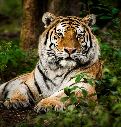 Tiger, India