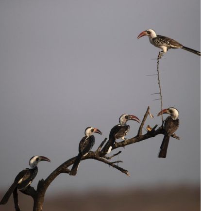 Ikuka Sarfari Camp, Ruaha National Park, Tanzania