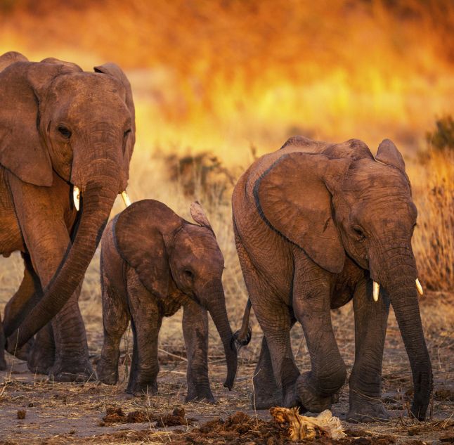 Jabali Ridge, Ruaha National Park, Tanzania