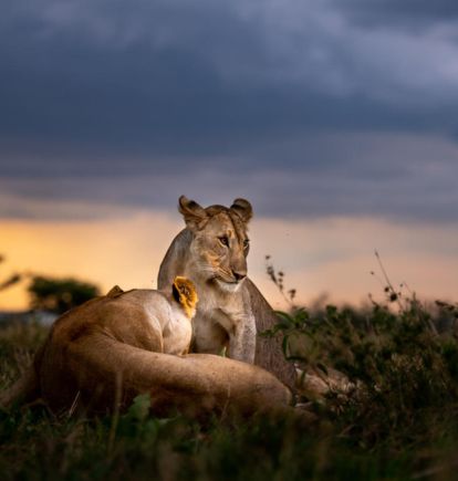 Faru Faru Lodge, Grumeti Reserve, Tanzania