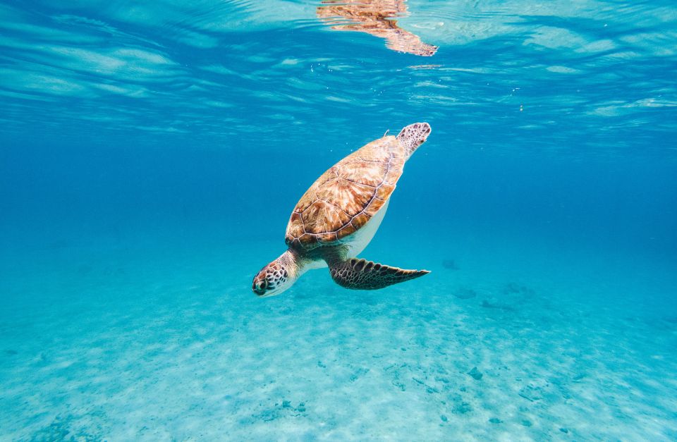 Green Turtle, Caribbean