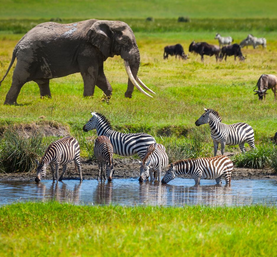 Serengeti National Park, Tanzania