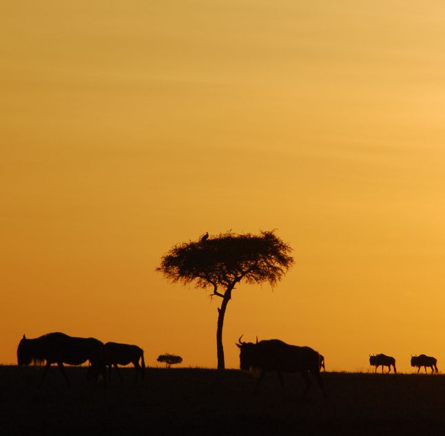 Serengeti National Park, Tanzania