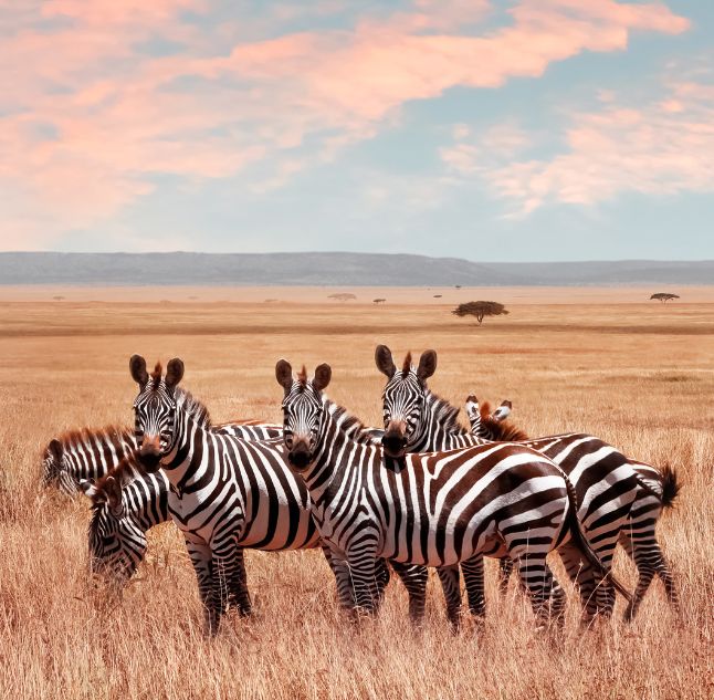 Serengeti National Park, Tanzania
