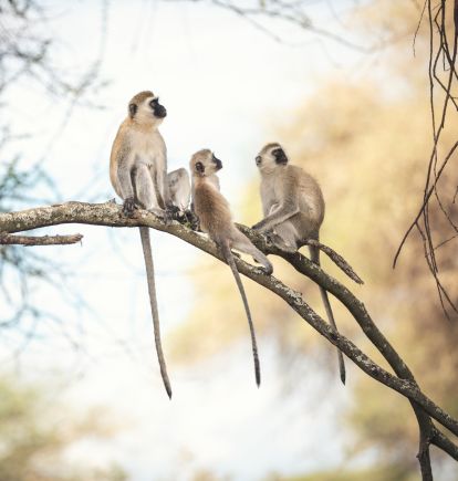 Tarangire NP, Tanzania