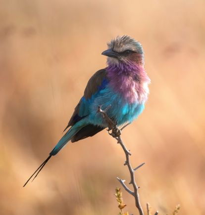 Tarangire NP, Tanzania