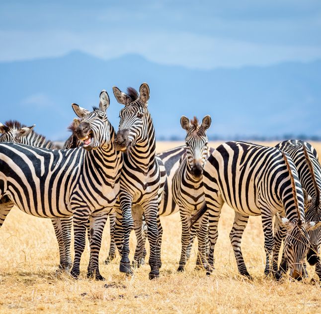 Tarangire NP, Tanzania