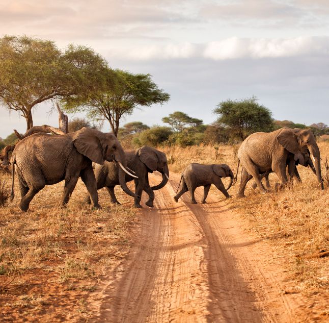 Tarangire NP, Tanzania