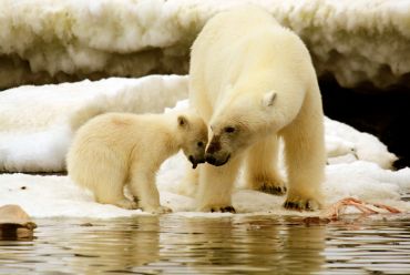 Polar bears, Svalbard