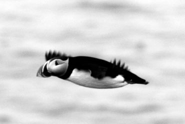 Puffin Arctic