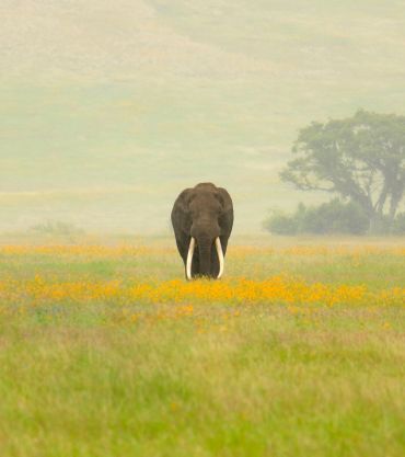Serengeti NP, Tanzania