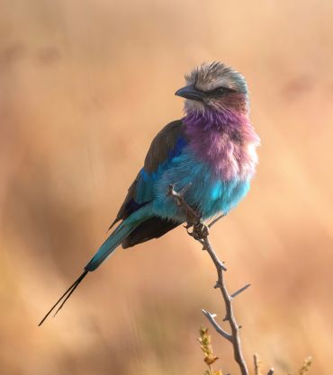 Tarangire NP, Tanzania