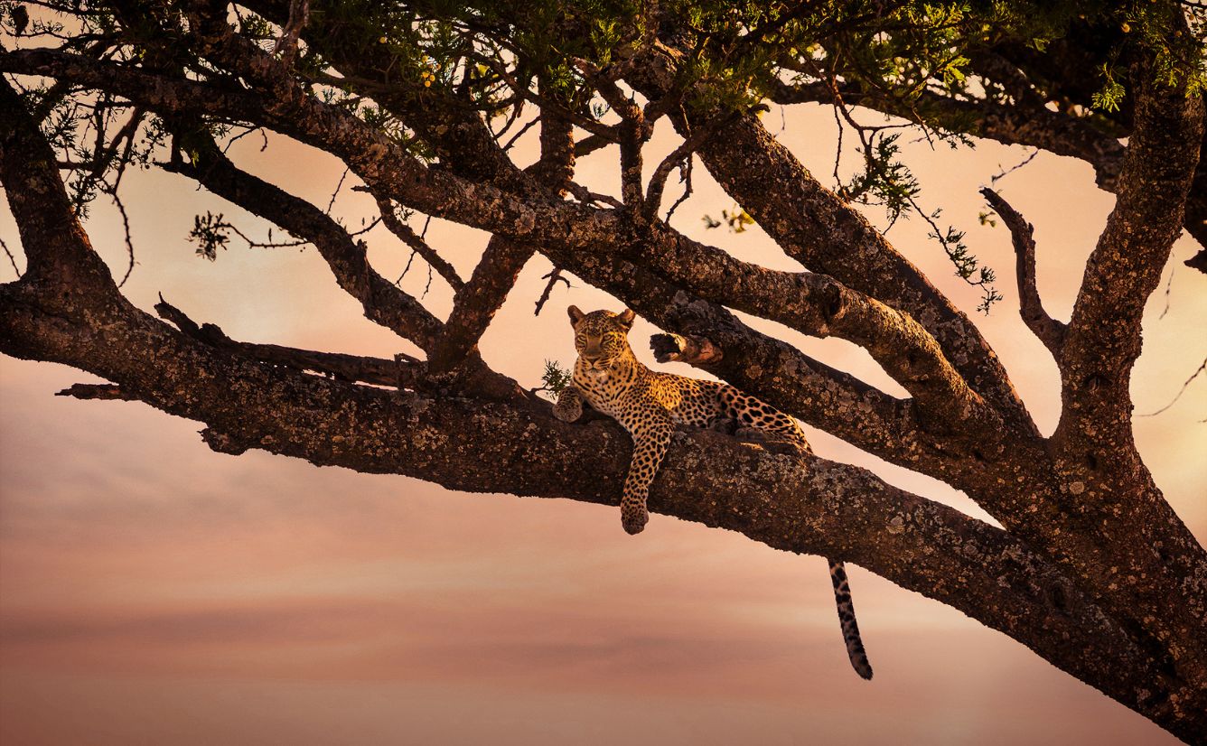 Beautiful leopard rests in a tree at sunset in Serengeti, Africa Tanzania