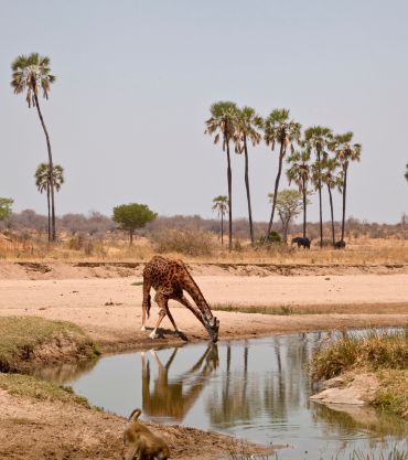 Ruaha National Park, Tanzania