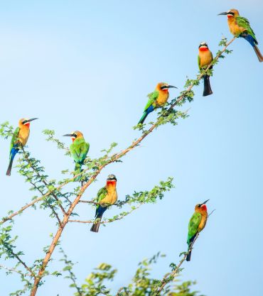 Nyerere National Park, Tanzania
