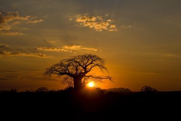 Ruaha National Park, Tanzania