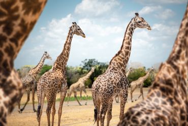 Nyerere National Park, Tanzania