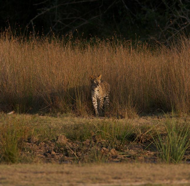 Leopard, Leopard Trails, Wilpattu, Sri Lanka
