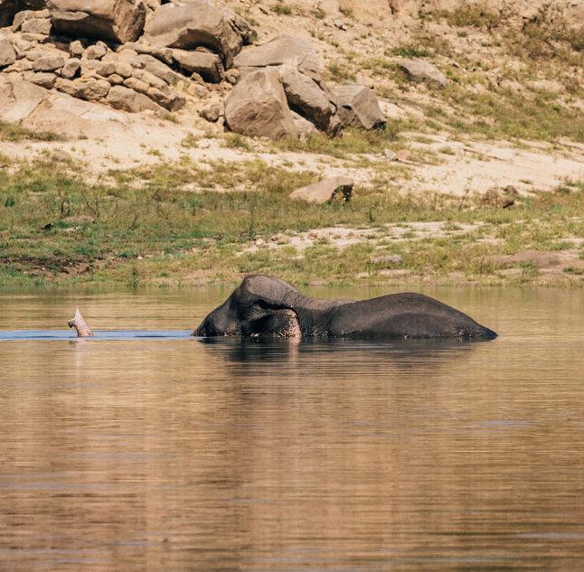 Elephant, Gal Oya Lodge, Ampara, Sri Lanka