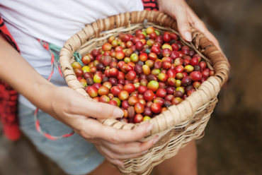 Coffee Region, Colombia