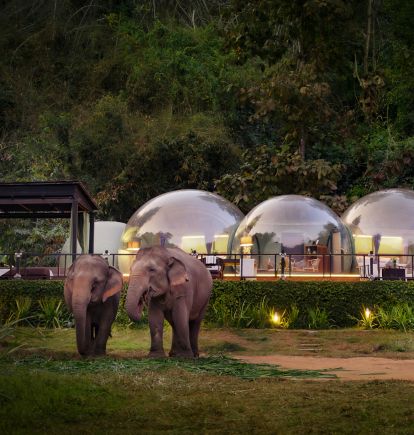 Jungle Bubble and Elephants, Anantara Golden Triangle, Chiang Rai, Thailand