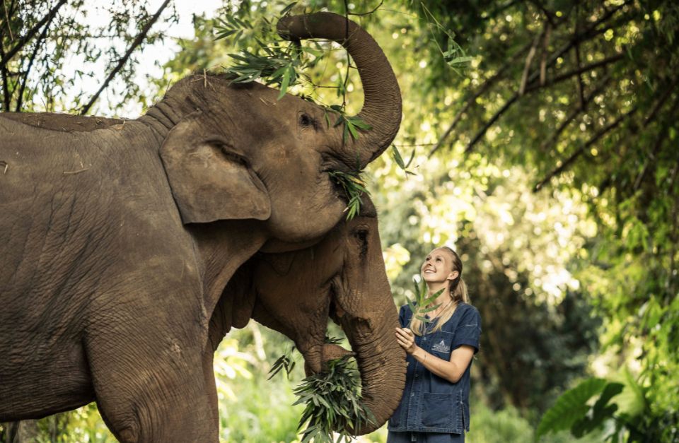 Elephant, Anantara Golden Triangle, Chiang Rai, Thailand