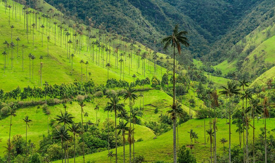 Corcora Valley, Colombia