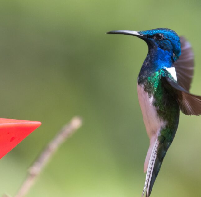 Hummingbird, Colombia