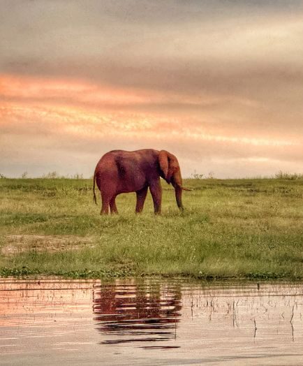 Kariba elephant, JG