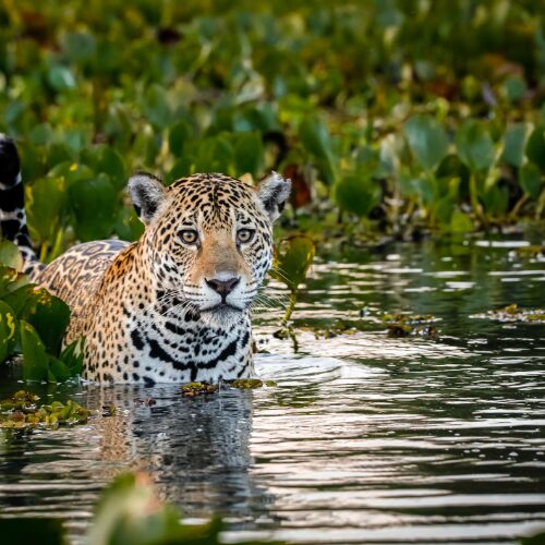 jaguar in Pantanal in the water