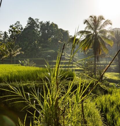 Rice Terraces, Capella Ubud, Bali, Indonesia