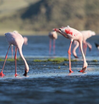 Lake Natron Camp, Tanzania