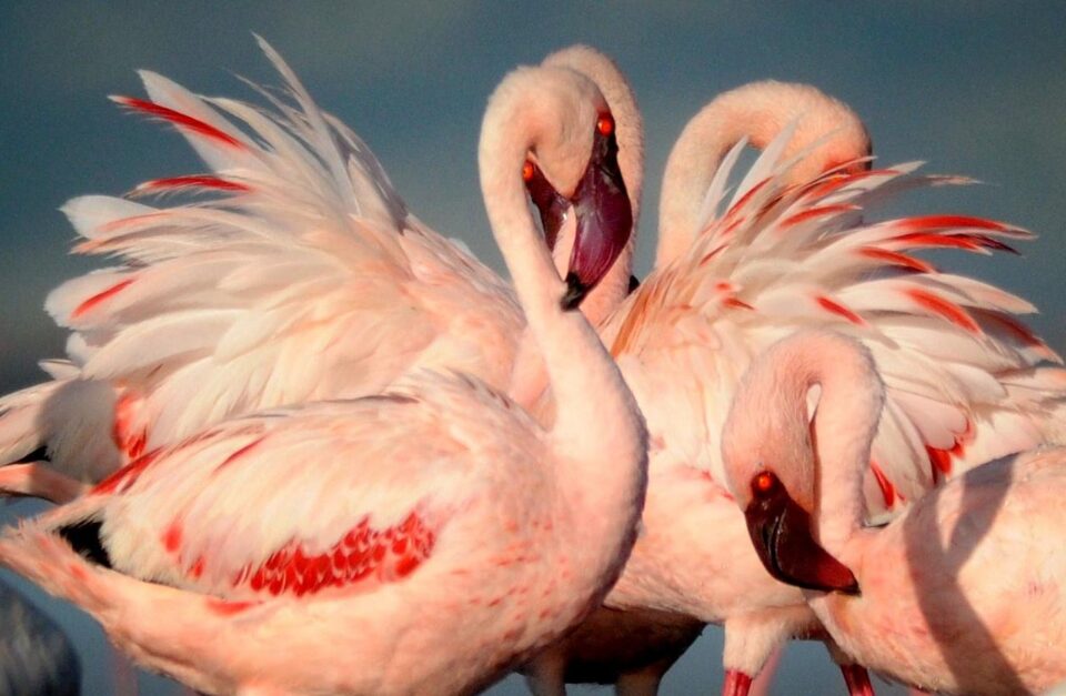 Lake Natron Flamingos